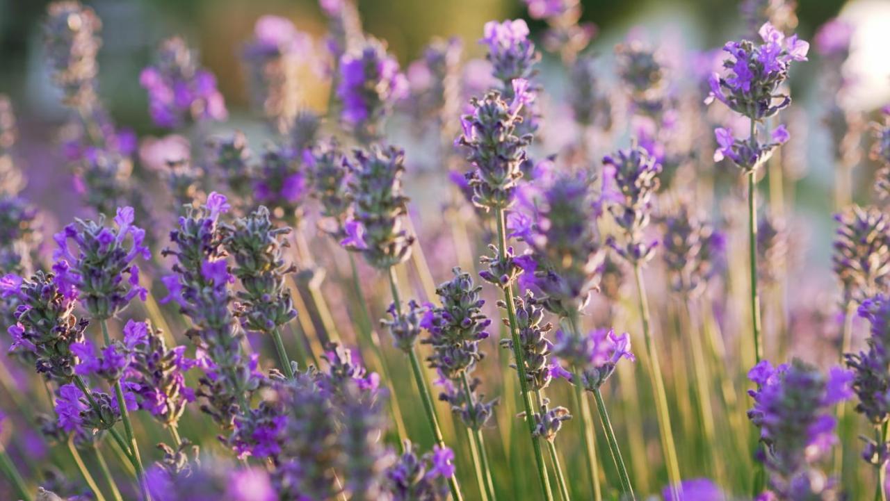 Lavanda Apartments & Room Sveti Lovreč Pazenatički Exteriér fotografie